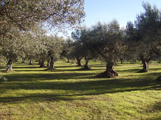 viveros de olivos